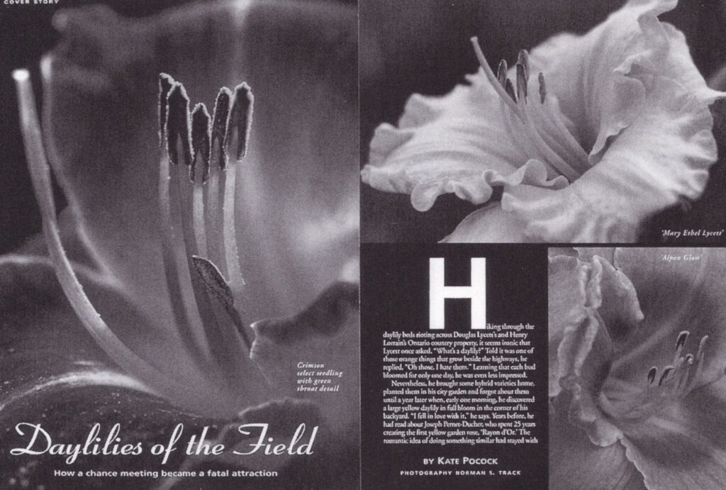 Daylillies of the Field