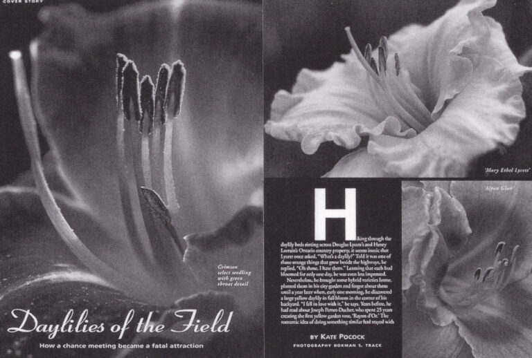 Daylillies of the Field