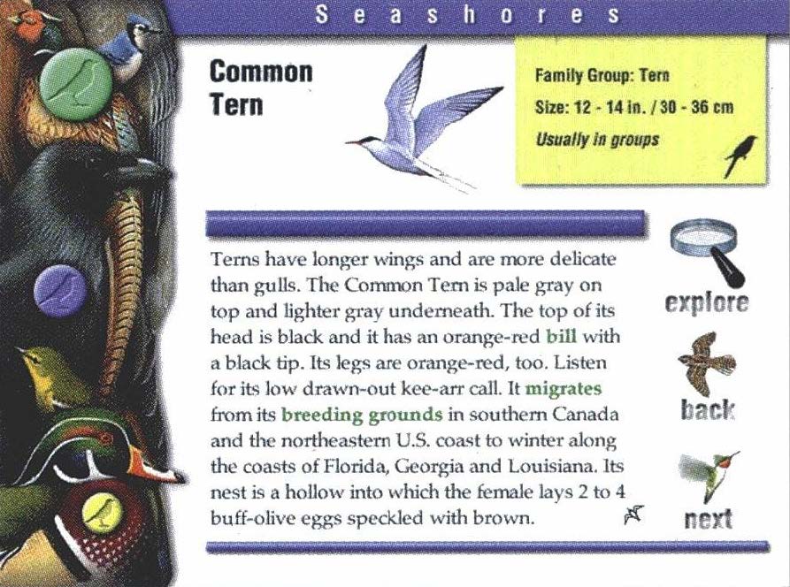 Junior Nature Guides/Birds