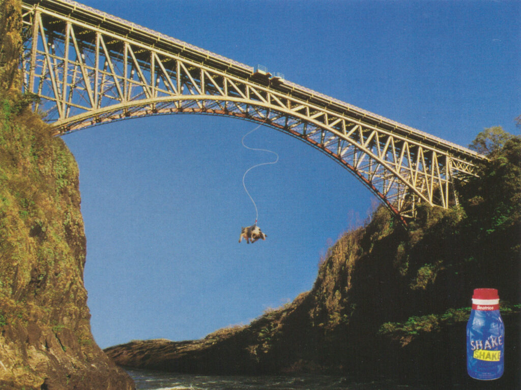Bungee Cow