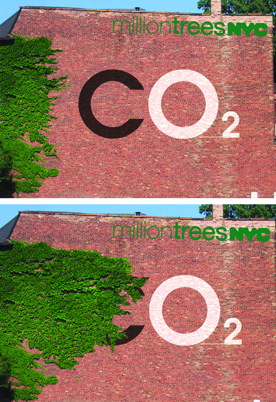 Million Trees NYC