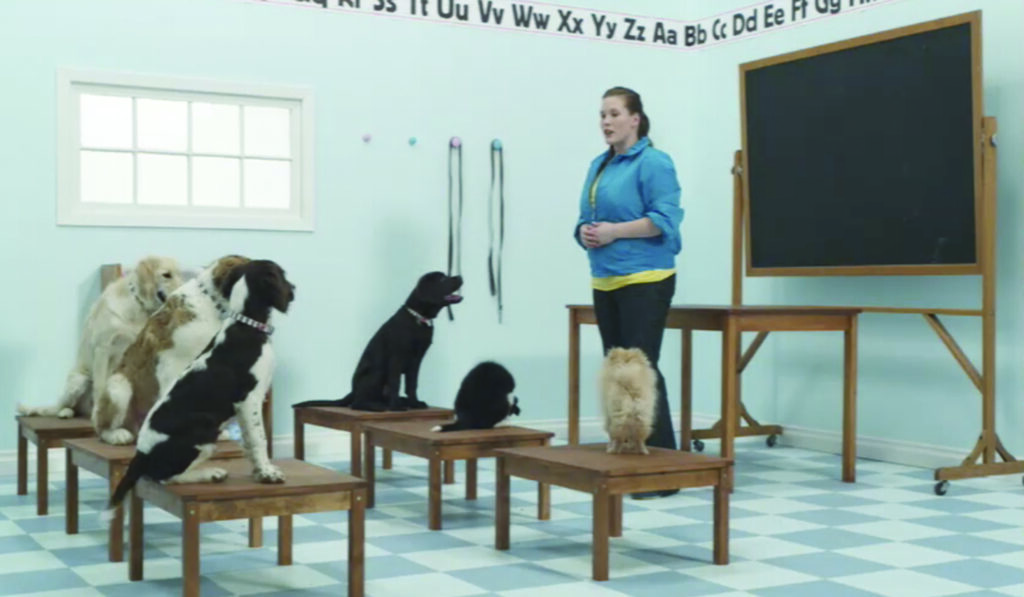 Puppy School