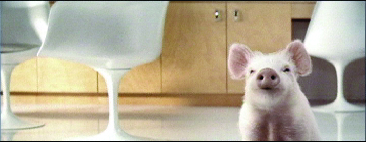 Pig gets his wings