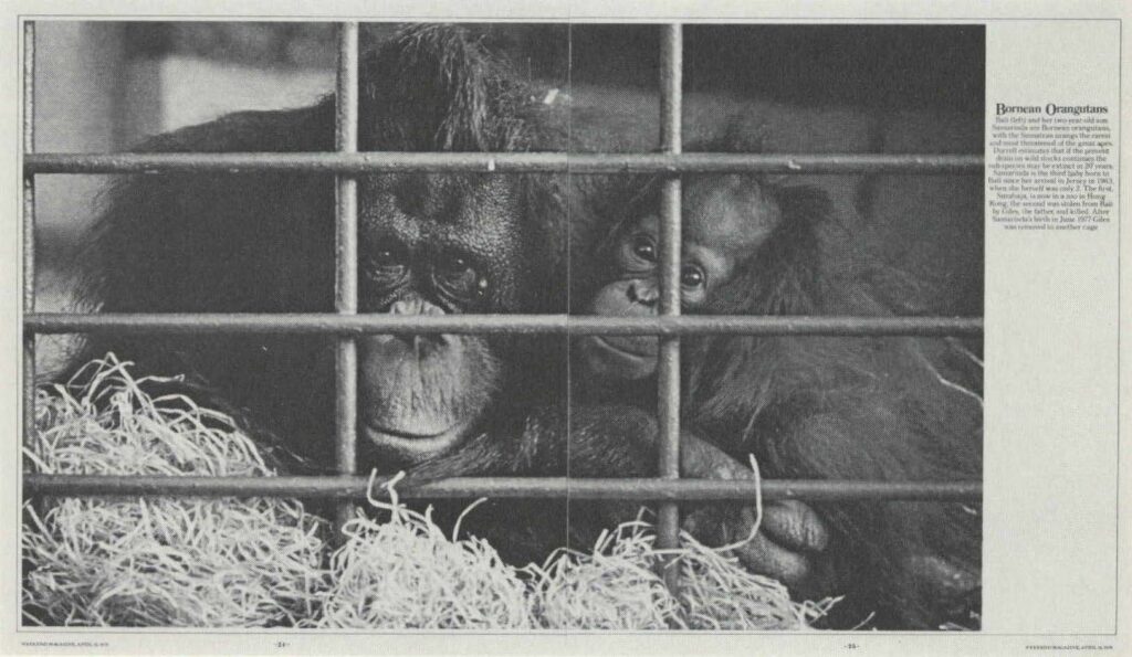 Weekend Magazine - Gerald Durrell's Zoo