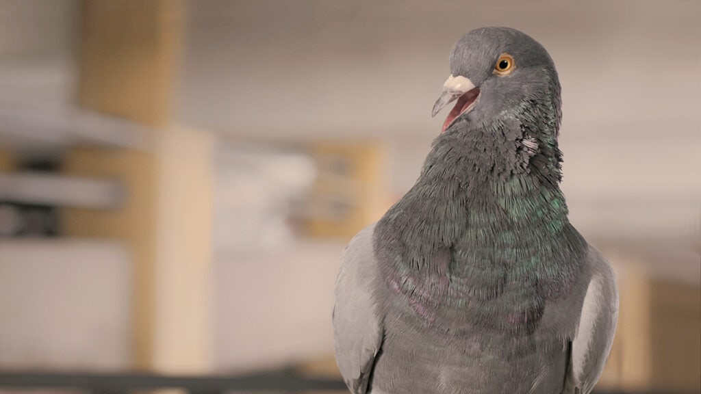 Pigeon