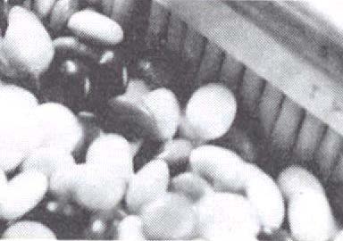 The Rowntree Co. Ltd.