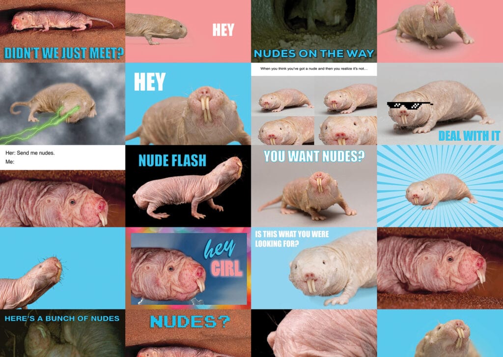 Don't Get Sextorted, Send a Naked Mole Rat