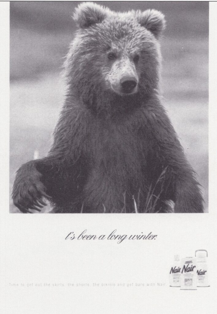 Bear
