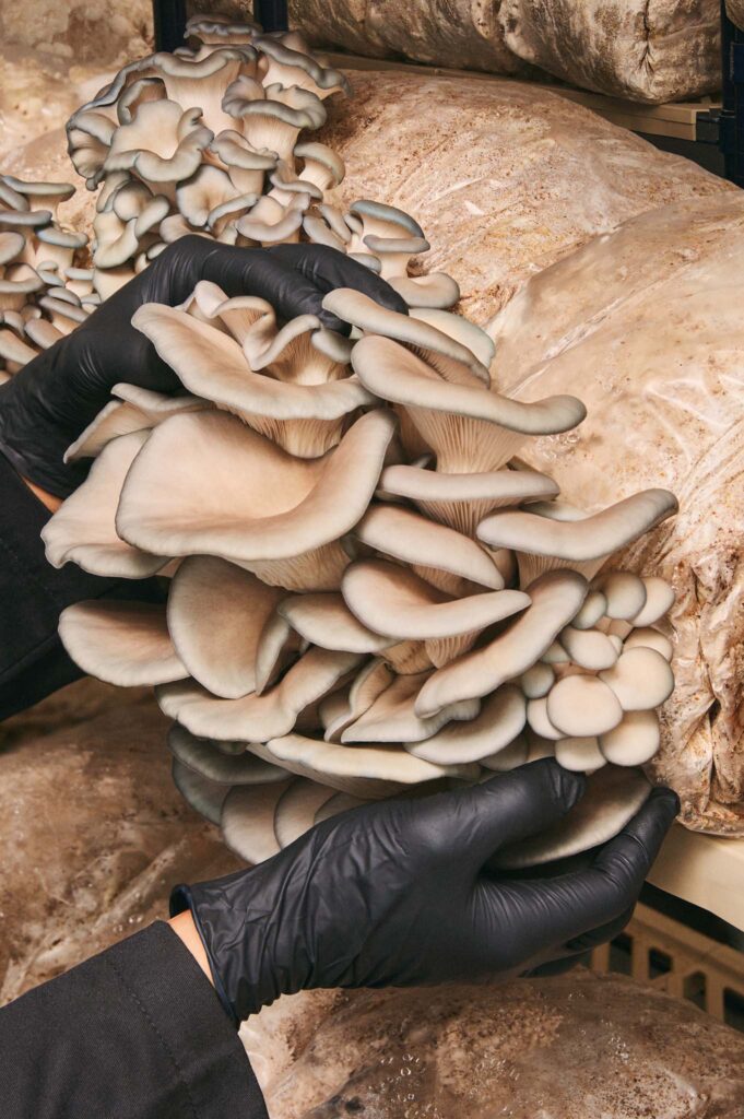 Full Pin Gourmet Mushrooms Rebrand